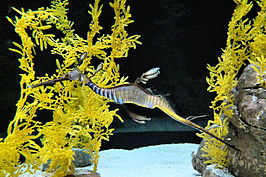 Ozeanarium II_t.jpg